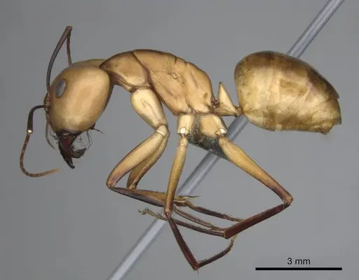 Camponotus mystaceus - CASENT0256206