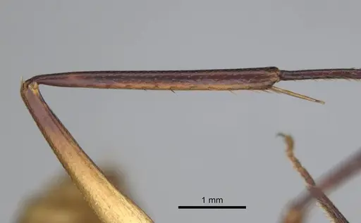 Camponotus mystaceus - CASENT0256206