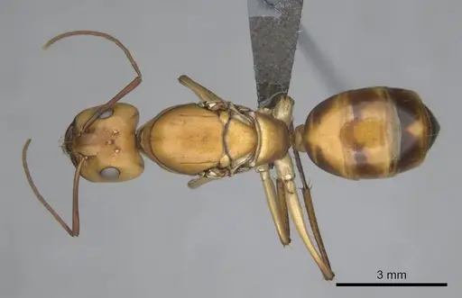 Camponotus mystaceus - CASENT0257111