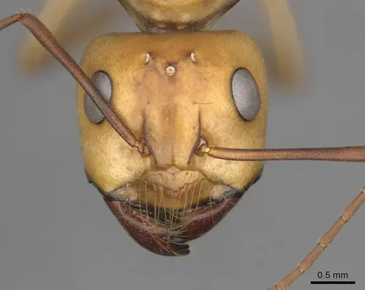 Camponotus mystaceus - CASENT0257111