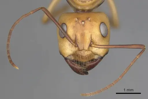 Camponotus mystaceus - CASENT0257111