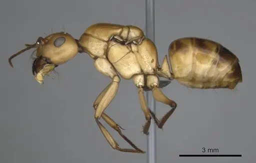 Camponotus mystaceus - CASENT0257111