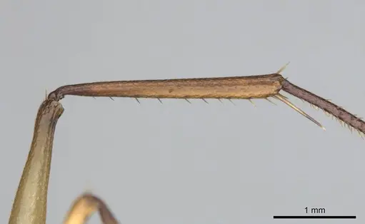 Camponotus mystaceus - CASENT0257111