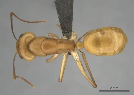 Camponotus mystaceus - CASENT0257112