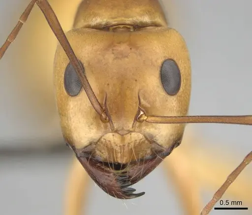Camponotus mystaceus - CASENT0257112