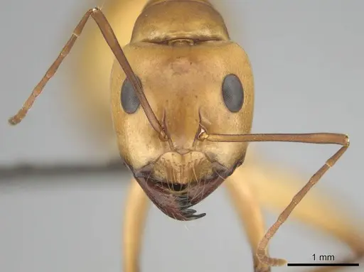 Camponotus mystaceus - CASENT0257112