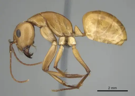 Camponotus mystaceus - CASENT0257112
