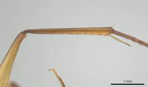 Camponotus mystaceus - CASENT0257112