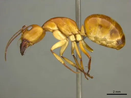 Camponotus mystaceus - CASENT0259878