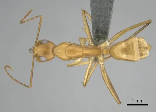 Camponotus mystaceus - CASENT0812291