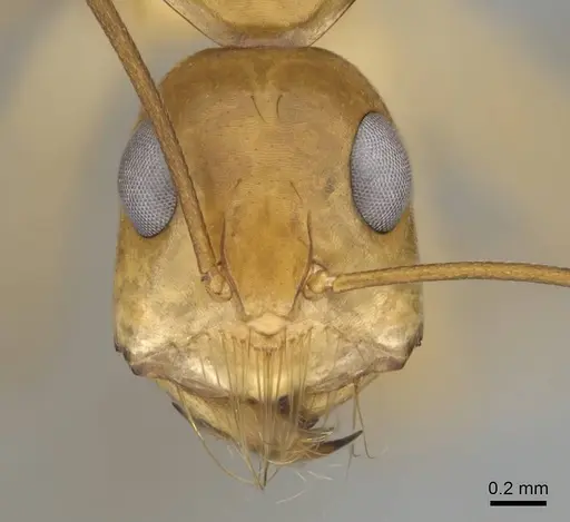 Camponotus mystaceus - CASENT0812291