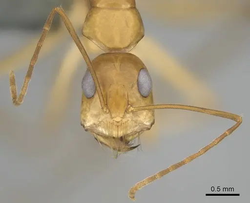 Camponotus mystaceus - CASENT0812291