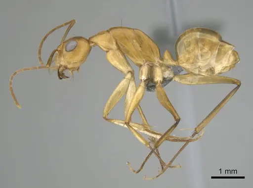 Camponotus mystaceus - CASENT0812291