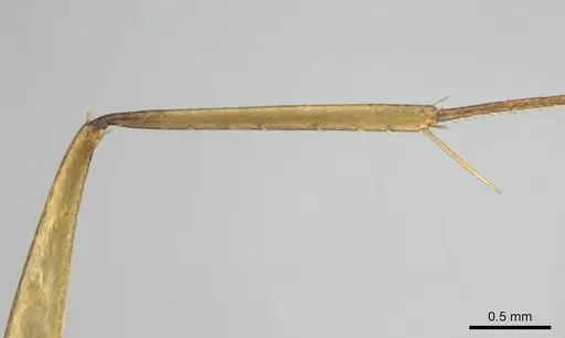 Camponotus mystaceus - CASENT0812291