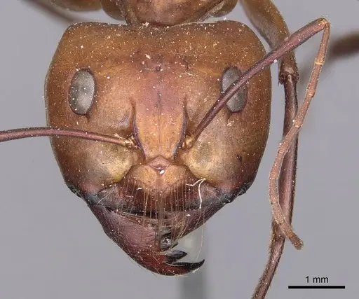 Camponotus mystaceus - CASENT0905188