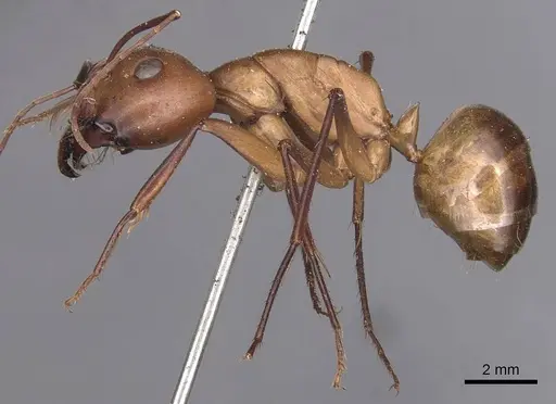 Camponotus mystaceus - CASENT0905188