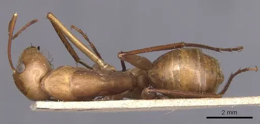 Camponotus mystaceus - CASENT0905189