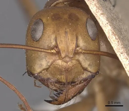 Camponotus mystaceus - CASENT0905189