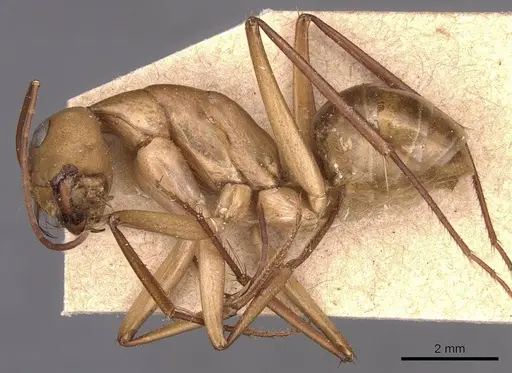 Camponotus mystaceus - CASENT0905189