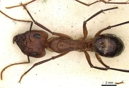 Camponotus mystaceus - CASENT0906881