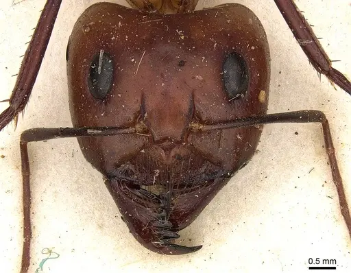 Camponotus mystaceus - CASENT0906881