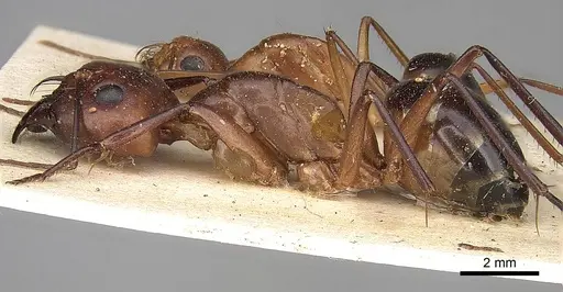 Camponotus mystaceus - CASENT0906881