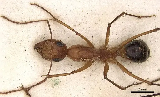 Camponotus mystaceus - CASENT0906882