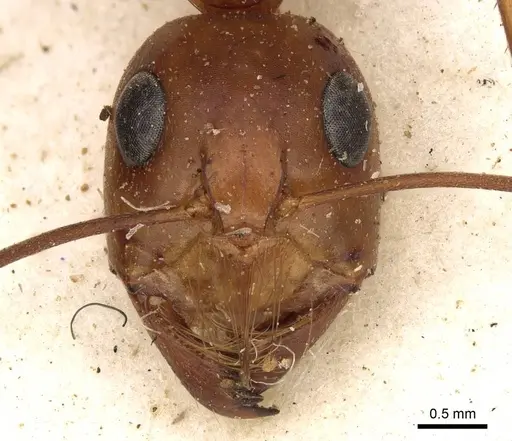 Camponotus mystaceus - CASENT0906882