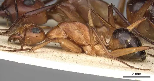 Camponotus mystaceus - CASENT0906882