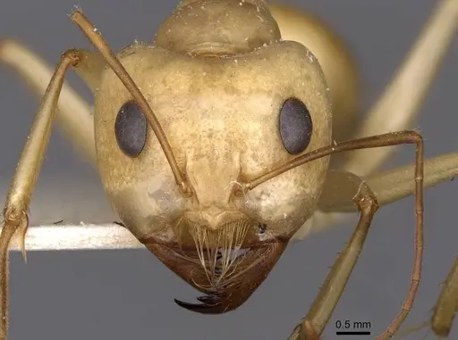 Camponotus mystaceus - CASENT0909949