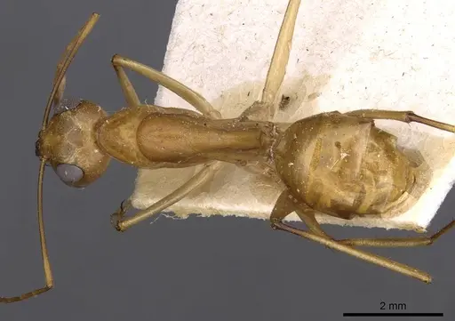 Camponotus mystaceus - CASENT0909950