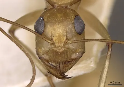 Camponotus mystaceus - CASENT0909950