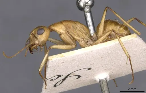 Camponotus mystaceus - CASENT0909950