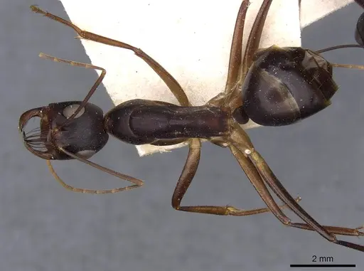 Camponotus mystaceus - CASENT0909951