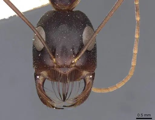Camponotus mystaceus - CASENT0909951