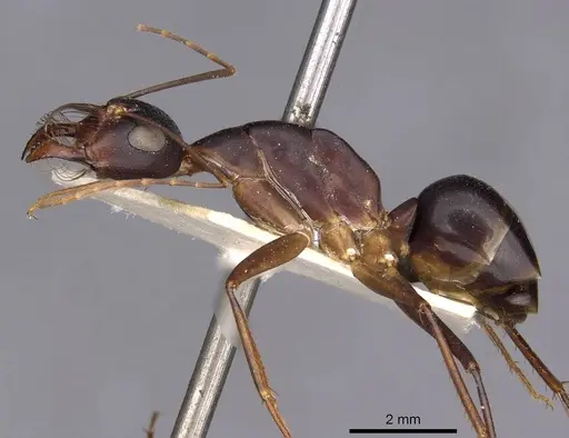 Camponotus mystaceus - CASENT0909951