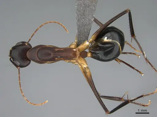 Camponotus mystaceus - CASENT0923649