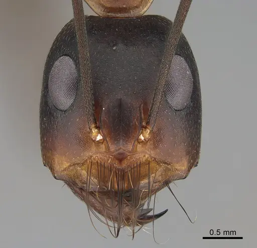 Camponotus mystaceus - CASENT0923649