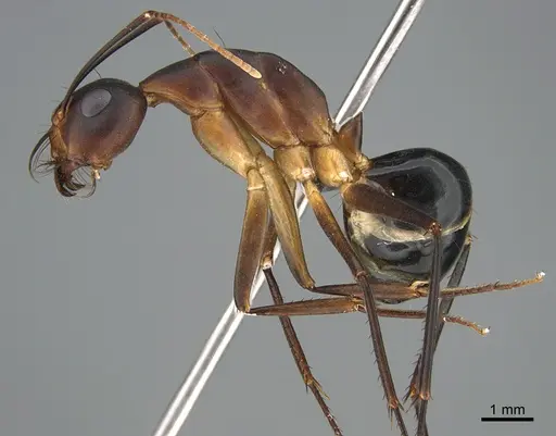 Camponotus mystaceus - CASENT0923649