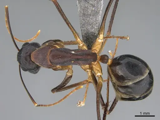 Camponotus mystaceus - CASENT0923650
