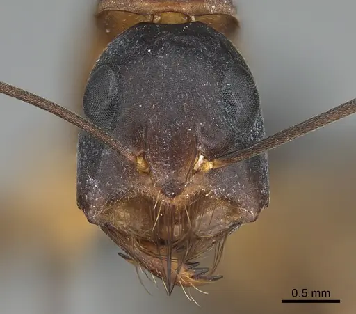 Camponotus mystaceus - CASENT0923650