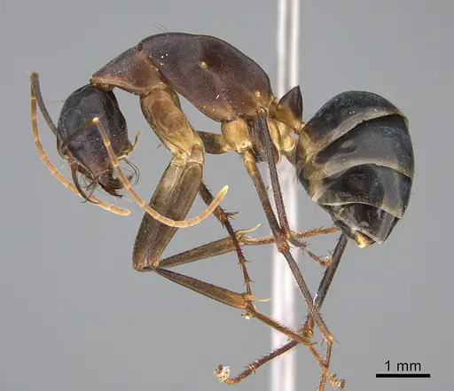 Camponotus mystaceus - CASENT0923650