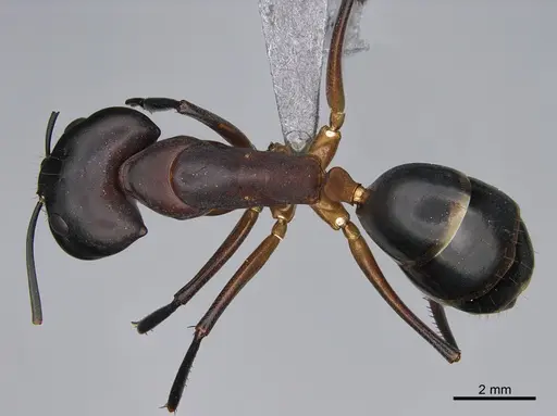 Camponotus mystaceus - CASENT0923651