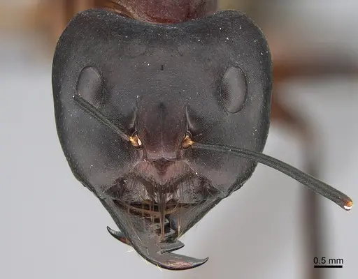 Camponotus mystaceus - CASENT0923651