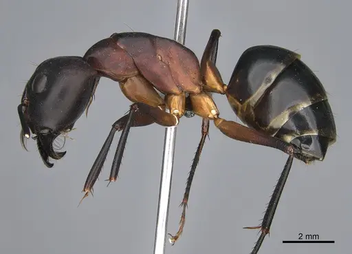 Camponotus mystaceus - CASENT0923651