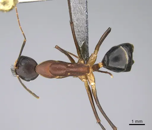 Camponotus mystaceus - CASENT0923652