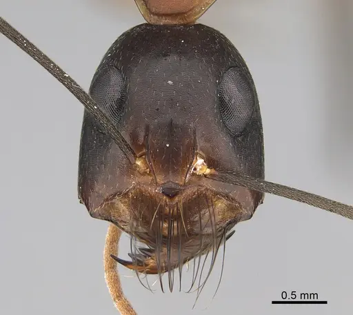 Camponotus mystaceus - CASENT0923652