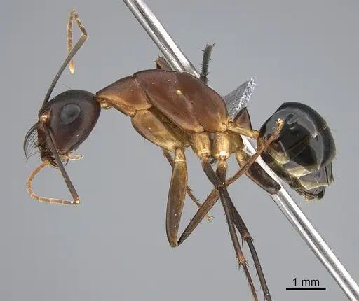 Camponotus mystaceus - CASENT0923652