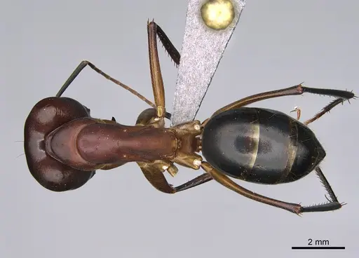 Camponotus mystaceus - CASENT0923653