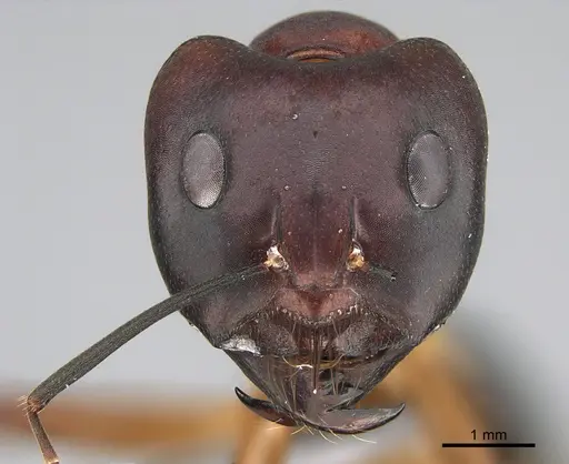 Camponotus mystaceus - CASENT0923653